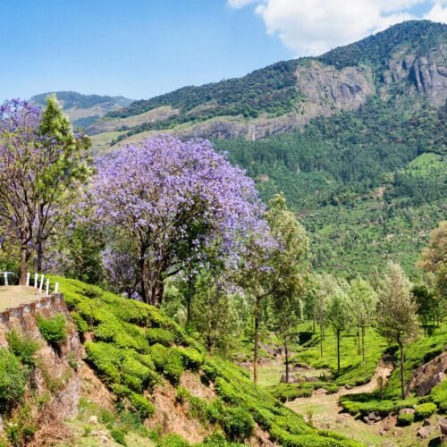 Kerala Package