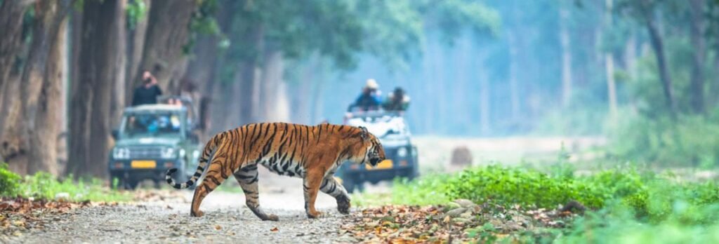 Jim Corbett
